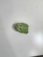 Load image into Gallery viewer, #5 Super Blue (Samurai Blue) Pacman Frog

