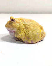 Load image into Gallery viewer, #4 Adult Male EggYolk Albino
