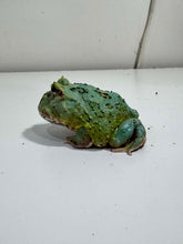 Load image into Gallery viewer, #5 Super Blue (Samurai Blue) Pacman Frog
