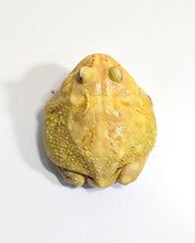 Load image into Gallery viewer, #4 Adult Male EggYolk Albino
