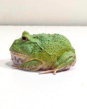 Load image into Gallery viewer, Adult Male Emerald

