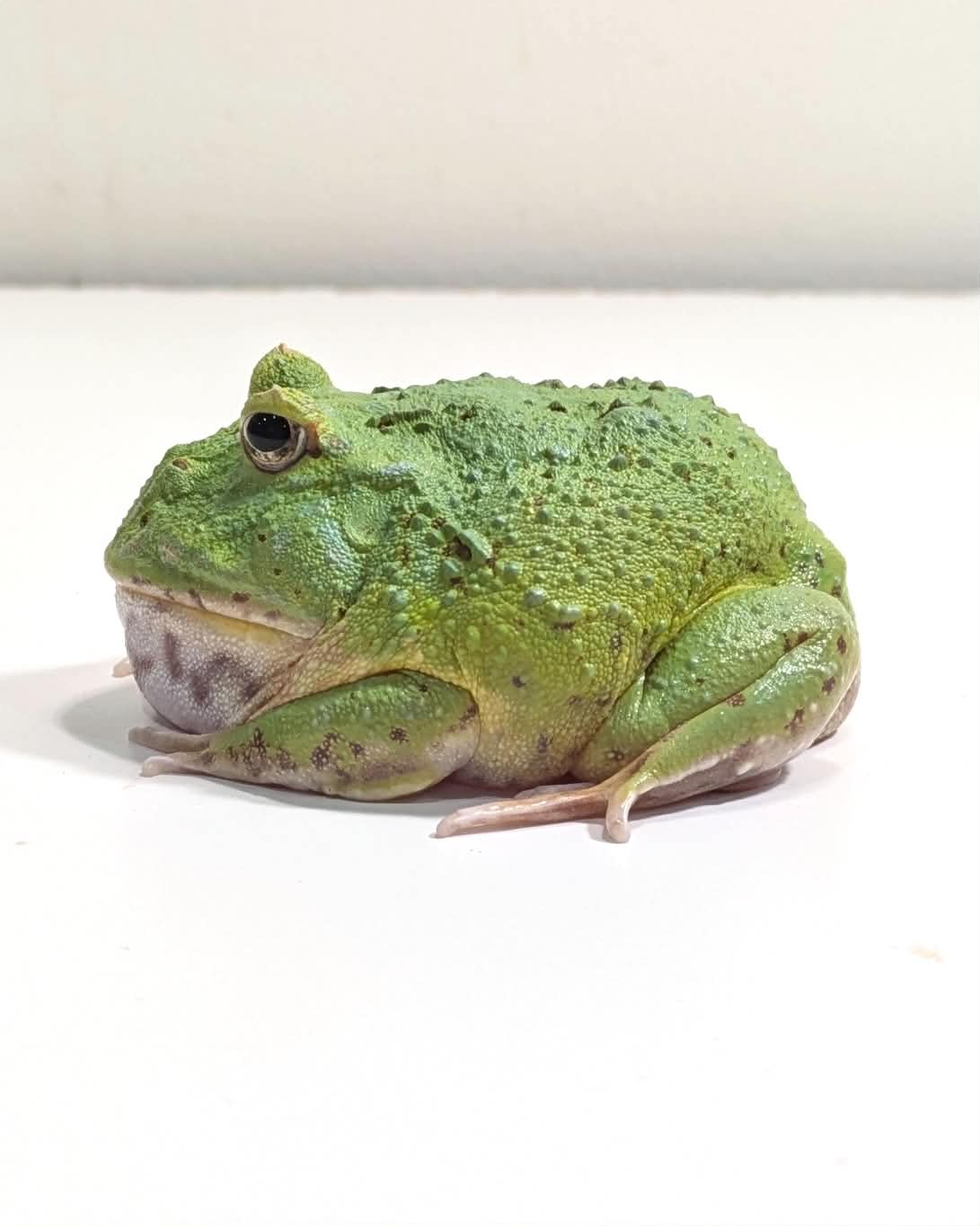 Buy D35 Emerald (TOP EXPRESSION) Pacman Frog Online – JamJam Exotic