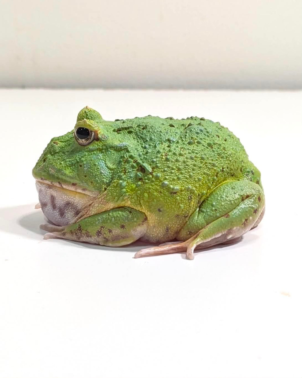 Buy D35 Emerald (TOP EXPRESSION) Pacman Frog Online – JamJam Exotic