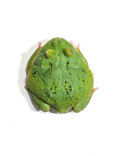 Load image into Gallery viewer, Adult Male Emerald
