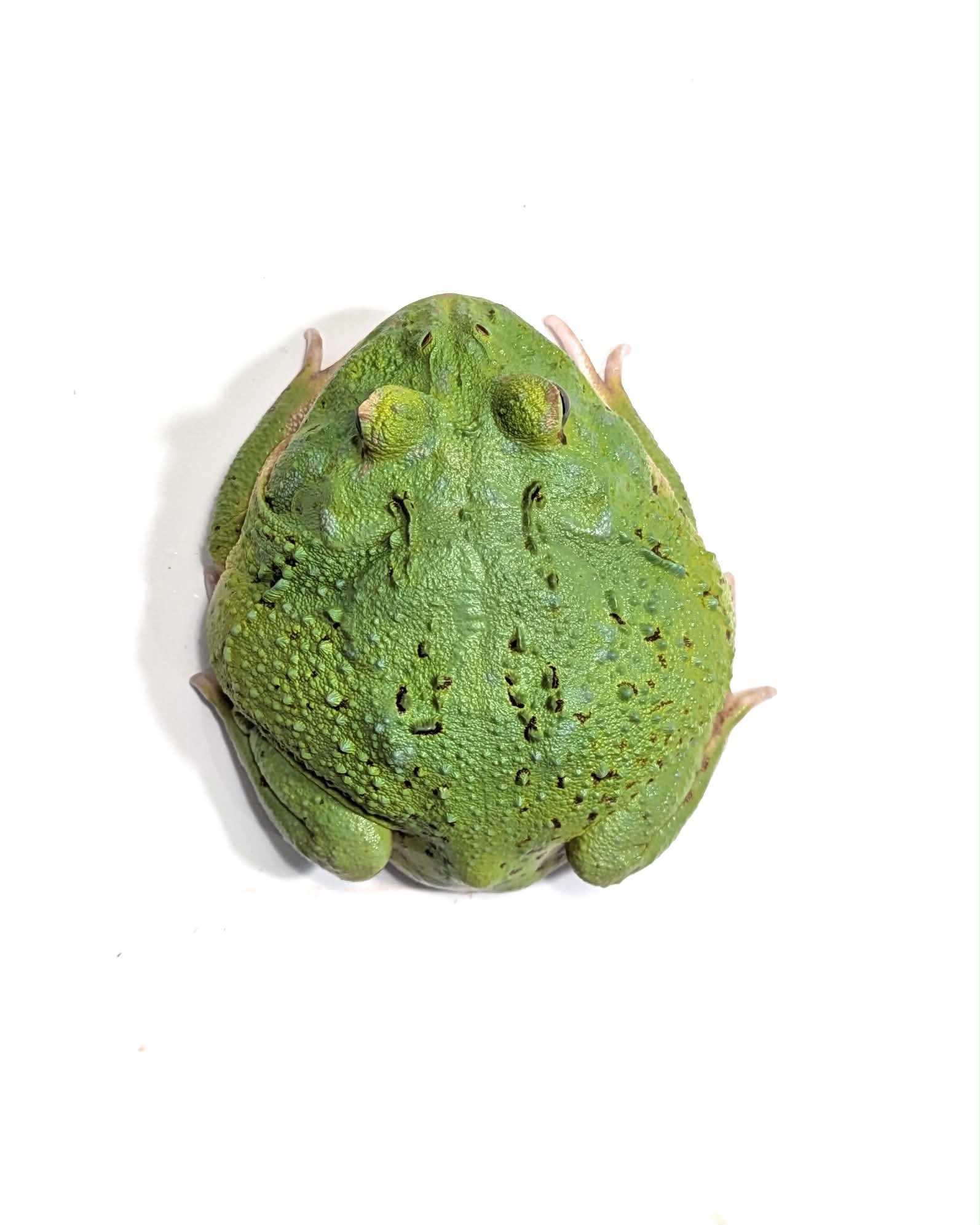 Buy D35 Emerald (TOP EXPRESSION) Pacman Frog Online – JamJam Exotic