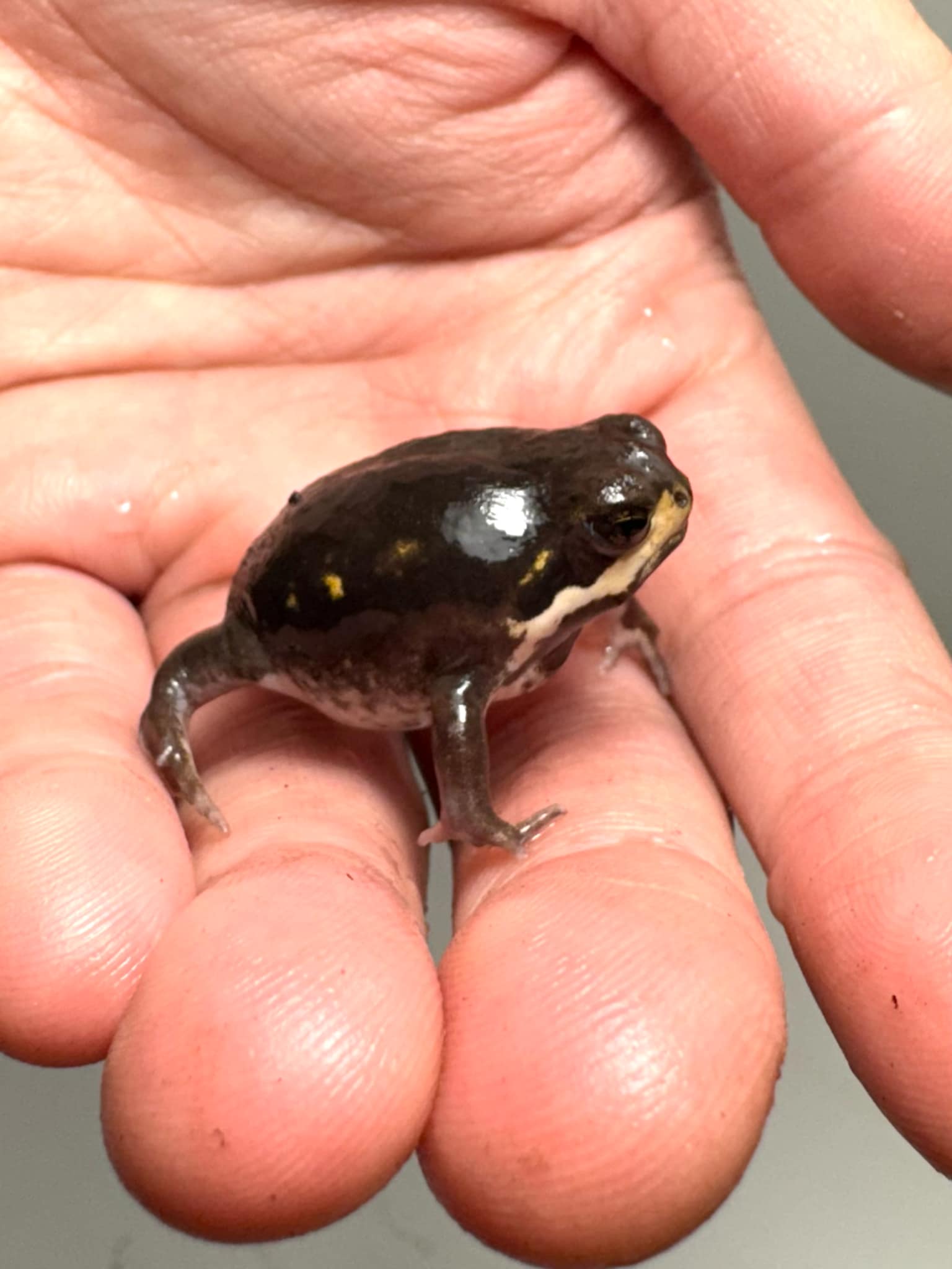 Loading Frog Power’s rain frog – JamJam Exotic