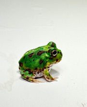 Load image into Gallery viewer, X1 Chaco Horned Frog (Teal/Green)
