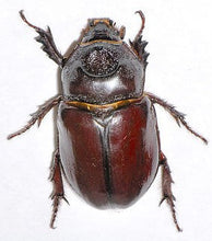 Load image into Gallery viewer, Ox Beetle Imago
