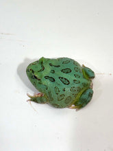 Load image into Gallery viewer, #2 Super Blue (Samurai Blue) Pacman Frog
