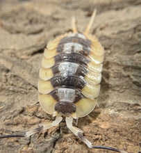 Load image into Gallery viewer, Porcellio expansus Orange
