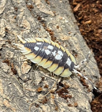 Load image into Gallery viewer, Porcellio expansus Orange
