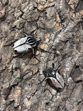Load image into Gallery viewer, Goliath Beetle Imago (GG)
