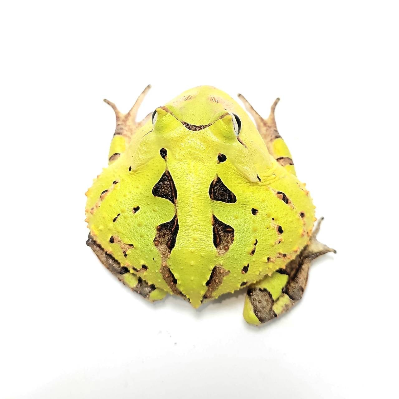 Cornuta Pacman Frog – JamJam Exotic