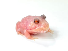 Load image into Gallery viewer, C02 Red (Albino) Eyes Pink Chicken Mutant
