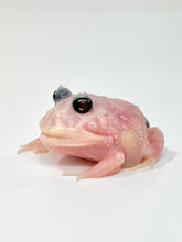 Load image into Gallery viewer, C06 Black Eyed Pink Chicken Mutant

