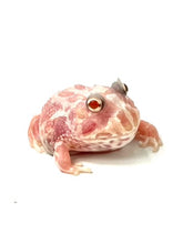 Load image into Gallery viewer, C07 White Albino Pink Mutant
