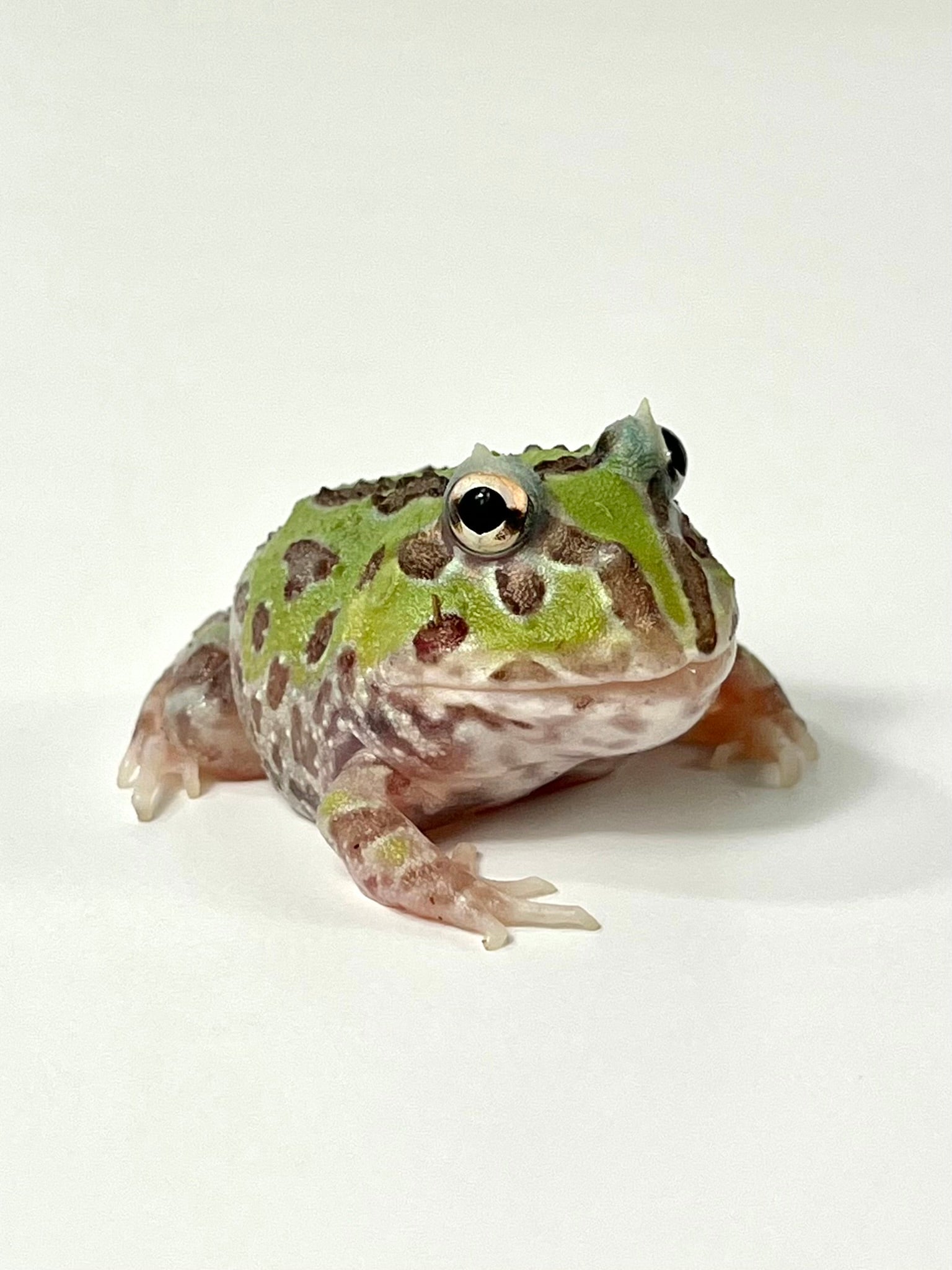 C08 Green Phantom Mutant – JamJam Exotic