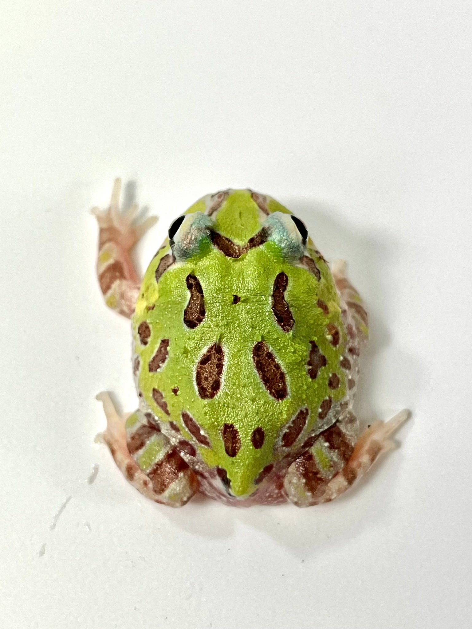 C08 Green Phantom Mutant – JamJam Exotic