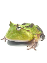 Load image into Gallery viewer, A8 Green cornuta
