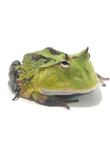 A8 Green cornuta