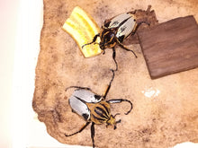 Load image into Gallery viewer, Goliath Beetle Larvae (GC)
