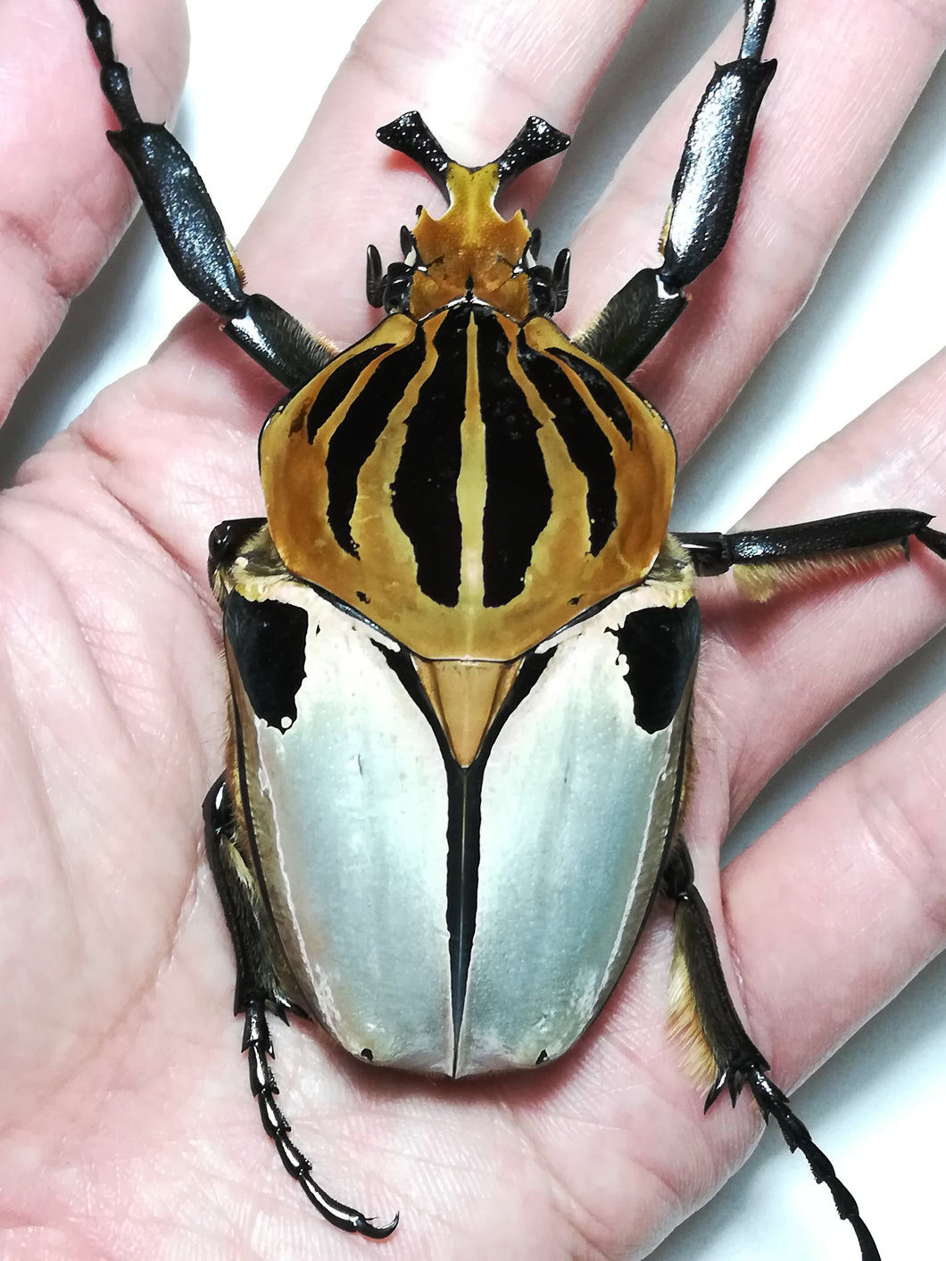 Goliath Beetle Larvae (GC)