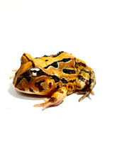 Load image into Gallery viewer, Brown Brazilian Horned Frog #1
