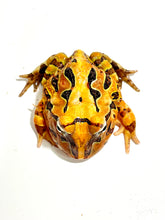 Load image into Gallery viewer, Brown Brazilian Horned Frog #1
