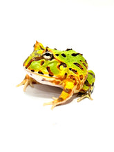 Load image into Gallery viewer, Green Rainbow Brazilian Horned Frog #2
