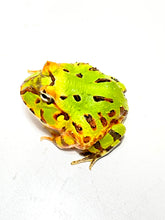 Load image into Gallery viewer, Green Rainbow Brazilian Horned Frog #2
