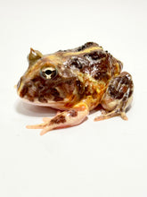 Load image into Gallery viewer, Brown Rainbow Brazilian Horned Frog #3
