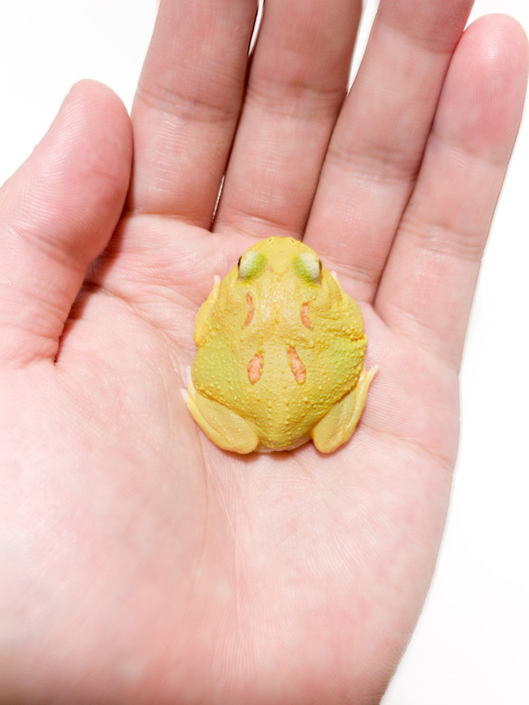 Pikachu Albino Pacman Frog – JamJam Exotic
