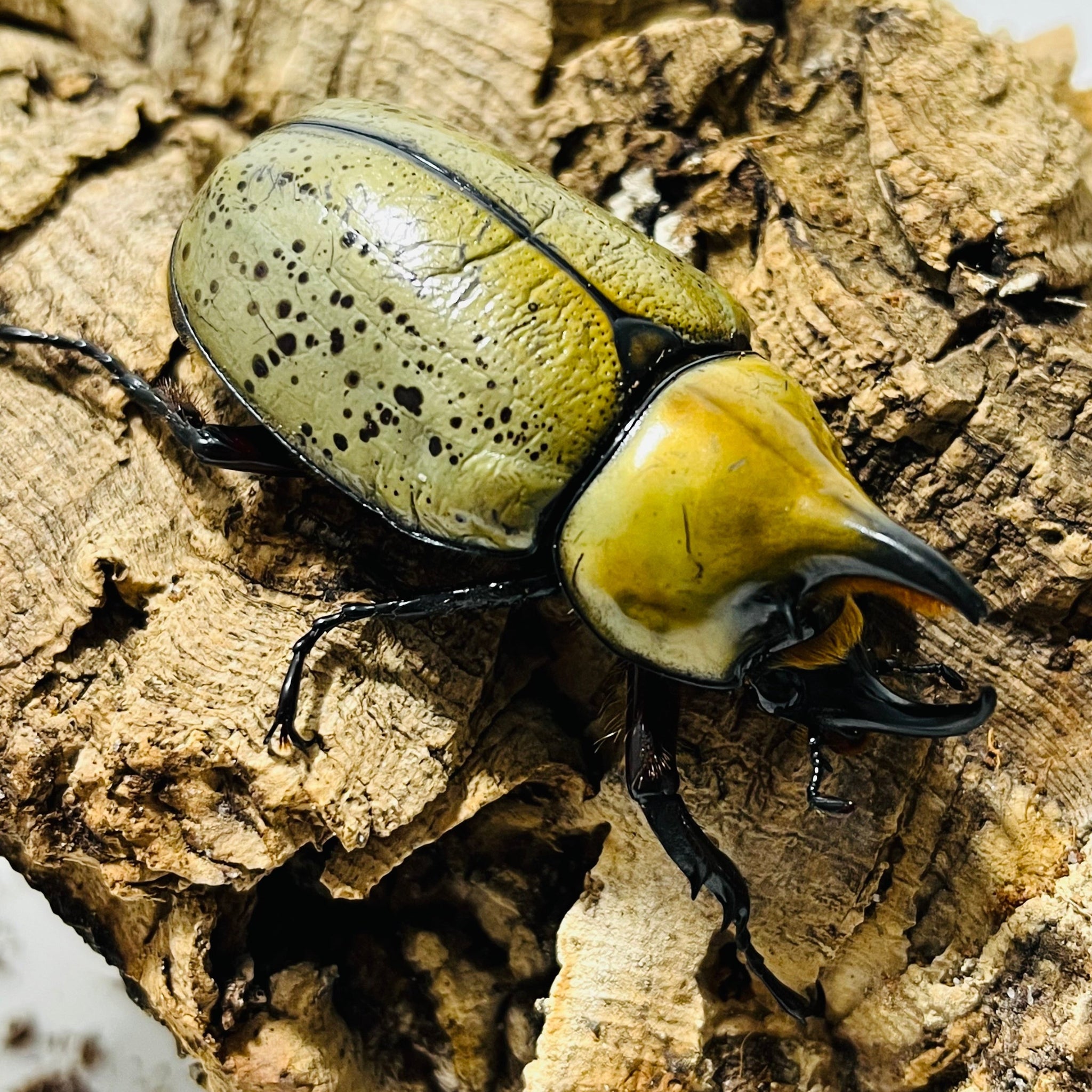 (Dynastes tityus) Eastern Hercules Beetle Larvae JamJam Exotic