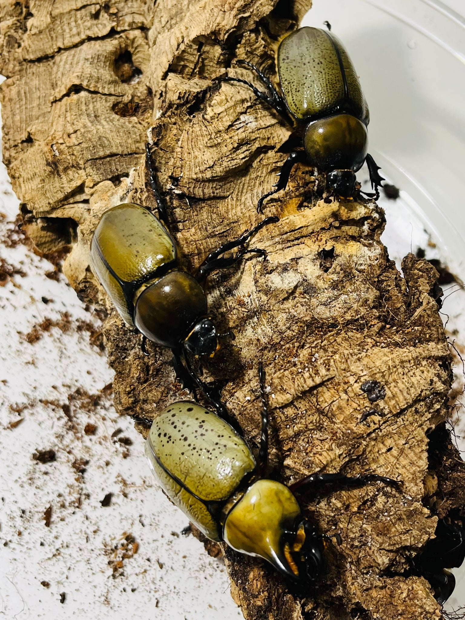 Dynastes Tityus Eastern Hercules Beetle Larvae JamJam Exotic dynastes-tityus-eastern-hercules-beetle-larvae-jamjam-exotic