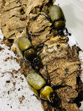 Load image into Gallery viewer, (Dynastes tityus) Eastern Hercules Beetle Larvae
