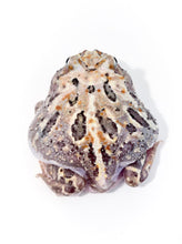 Load image into Gallery viewer, E2 Adult Female Pink Phantom Mutant
