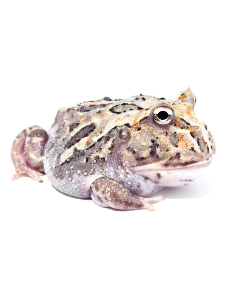 E2 Adult Female Pink Phantom Mutant