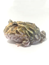 Load image into Gallery viewer, E7 Adult Female Phantom Mutant
