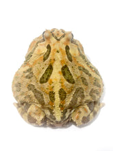 Load image into Gallery viewer, E63 Adult Male Yellow Phantom Mutant
