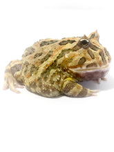 Load image into Gallery viewer, E63 Adult Male Yellow Phantom Mutant
