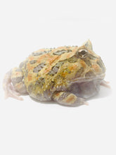 Load image into Gallery viewer, E45 Adult Male Yellow Mutant
