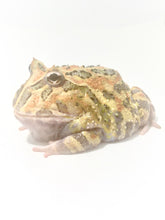 Load image into Gallery viewer, E45 Adult Male Yellow Mutant
