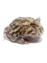 Load image into Gallery viewer, E25 Adult Male Purple Phantom Mutant

