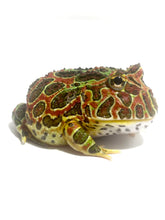 Load image into Gallery viewer, E61 Sub Adult Female High Red Ornate
