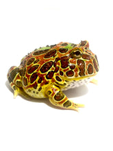 Load image into Gallery viewer, E62 Sub Adult Female High Red Ornate
