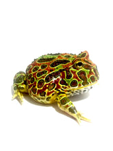 Load image into Gallery viewer, E63 Sub Adult Male High Red Ornate
