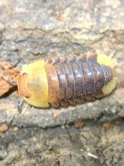 Cubaris sp. 'Rubber Ducky'