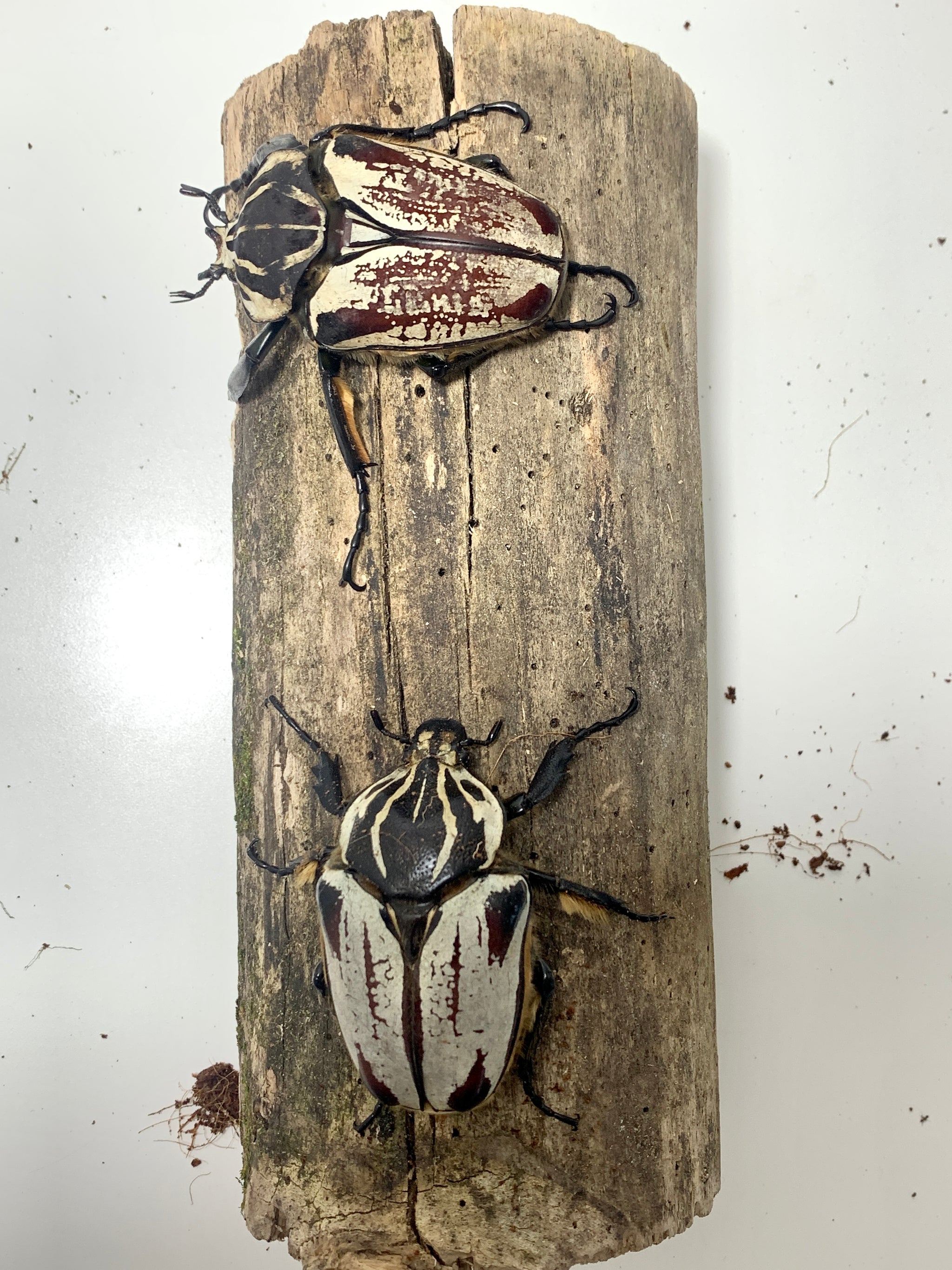 Goliathus goliatus Pair #3 (70 mm Male) – JamJam Exotic