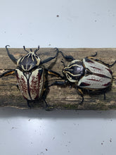 Load image into Gallery viewer, Goliathus goliatus Pair #3 (70 mm Male)
