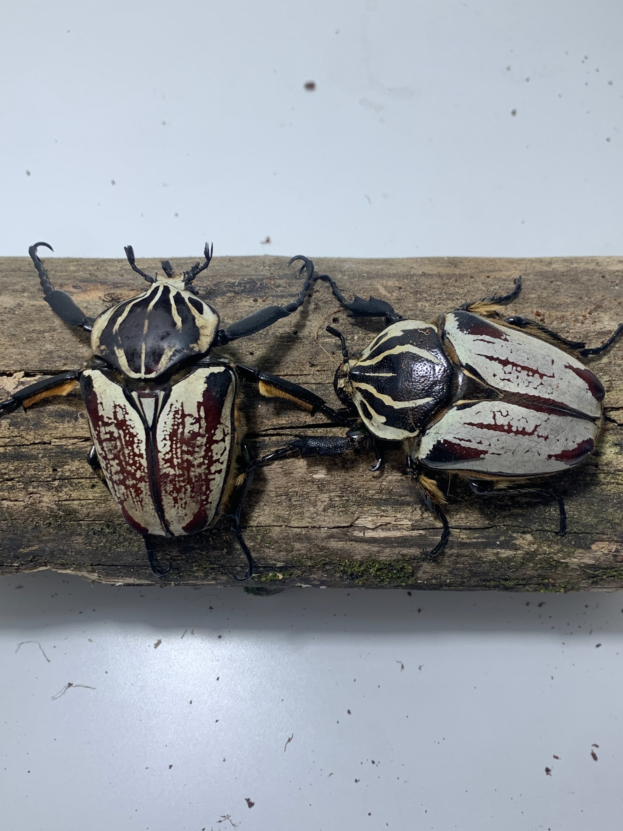 Goliathus goliatus Pair #3 (70 mm Male) – JamJam Exotic